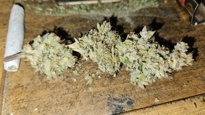 An image of Jungle Trainwreck