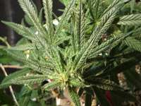 Flaming Purple Apeshit archive 1