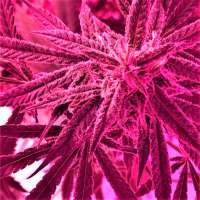 Flaming Purple Apeshit