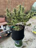 Panama Gold archive 1