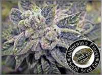 An image of Purple Suicide