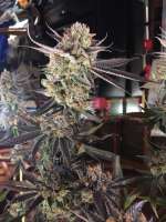 An image of High School Sweet Heart Breath