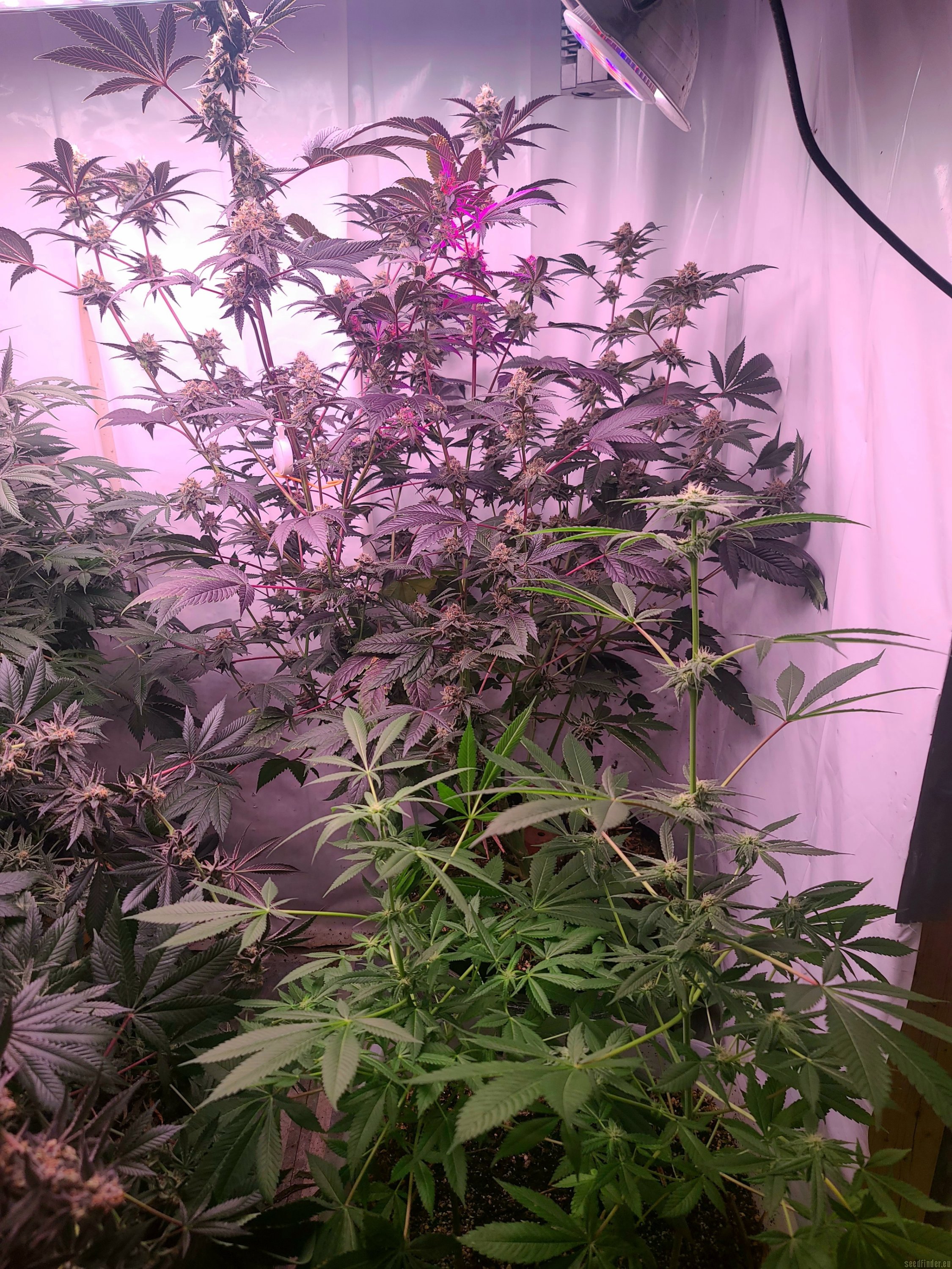 Bahama Bussdown flowering cannabis, as labeled by the cited photo source