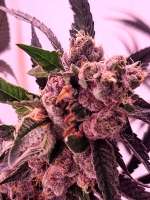 Bahama Bussdown archive 4