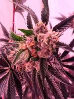 Bahama Bussdown archive 2