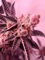 Bahama Bussdown archive 3