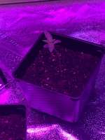 Bahama Mama archive 5