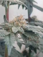 Bahama Mama archive 6