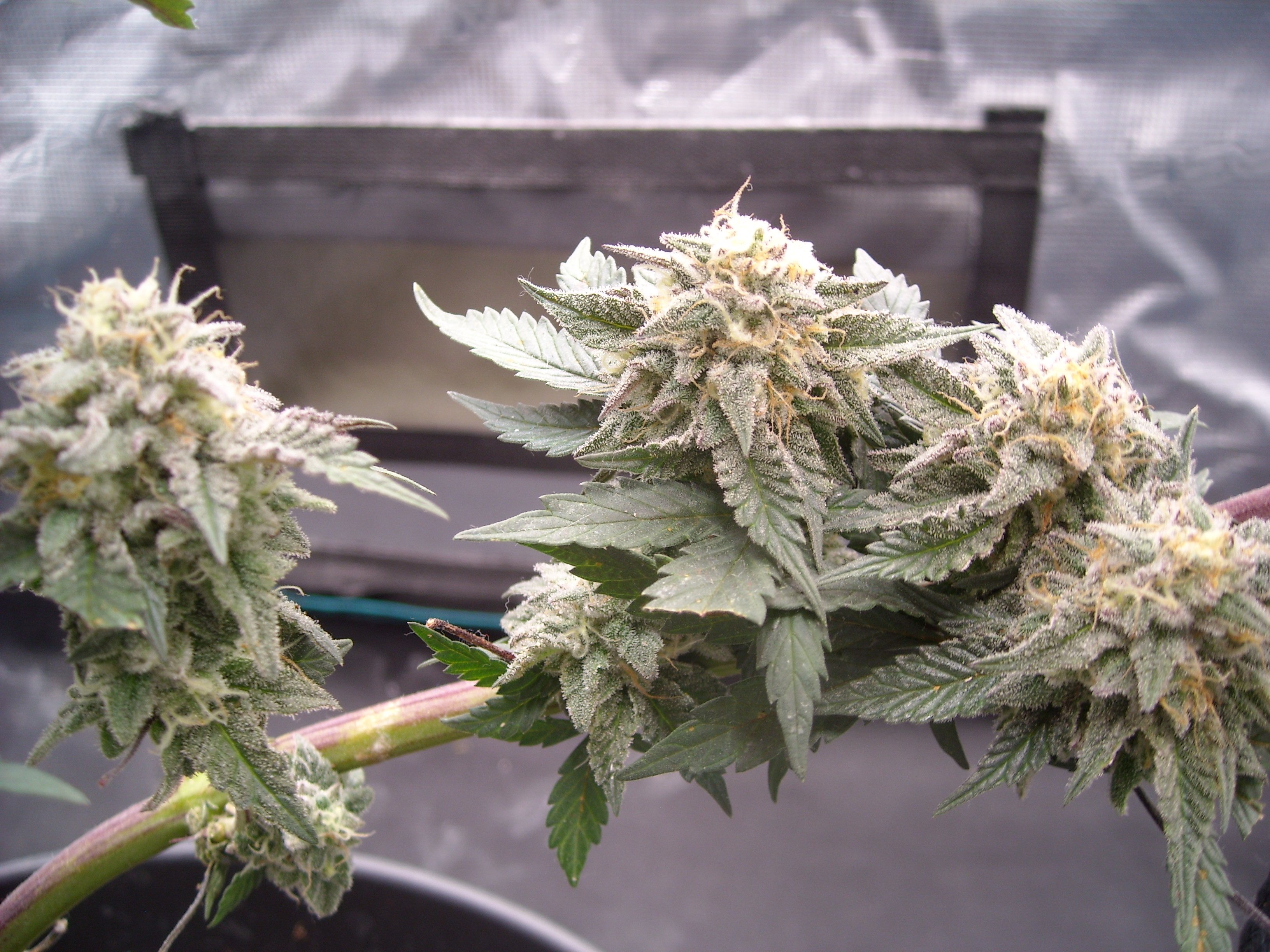 Bahama Mama flowering cannabis, as labeled by the cited photo source