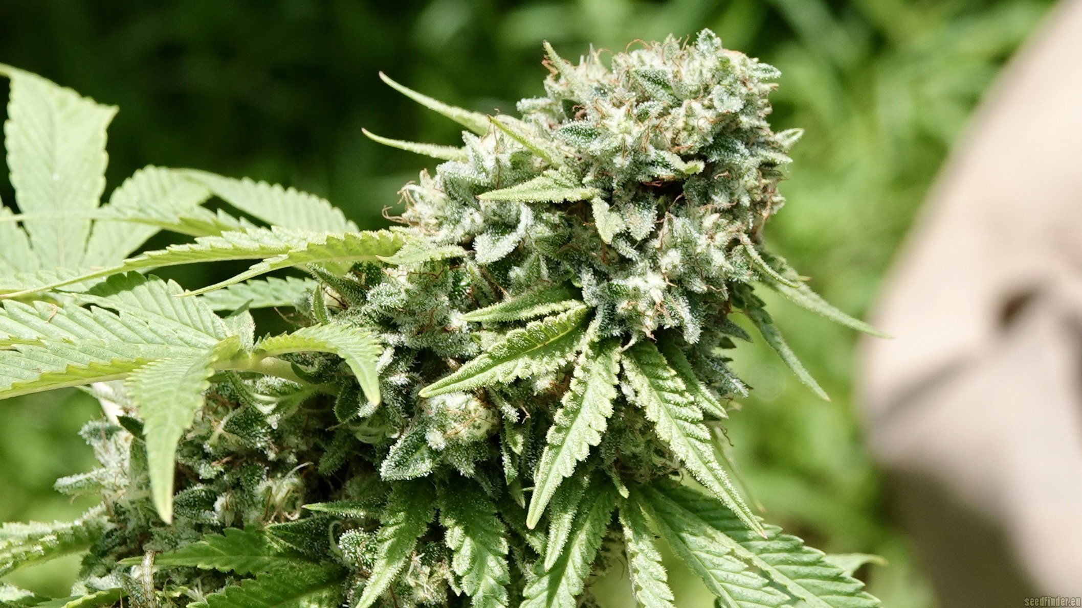 Double Tap flowering cannabis, as labeled by the cited photo source