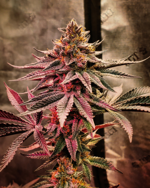An image of Funkdafied