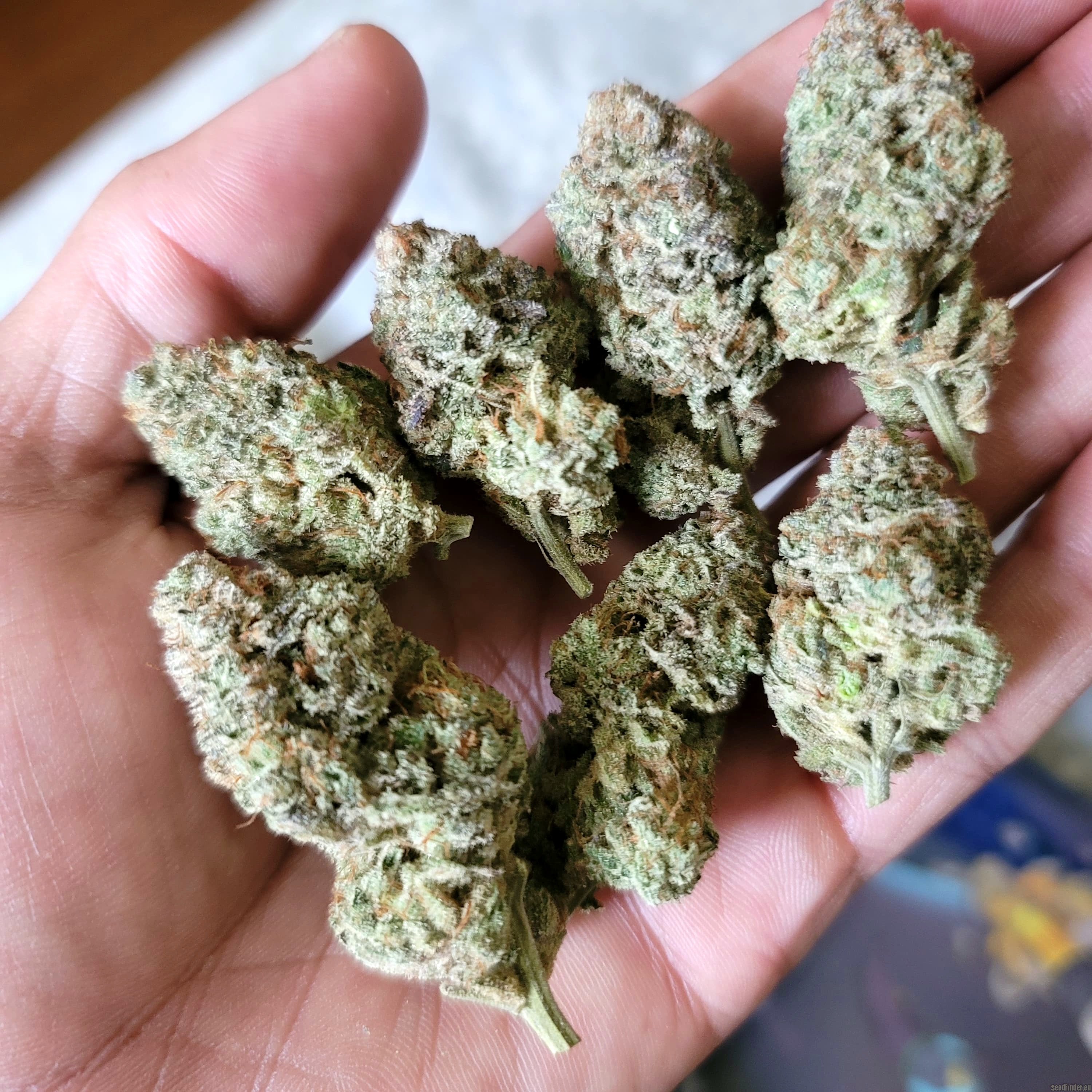 Gas Nana flower, as labeled by the cited photo source