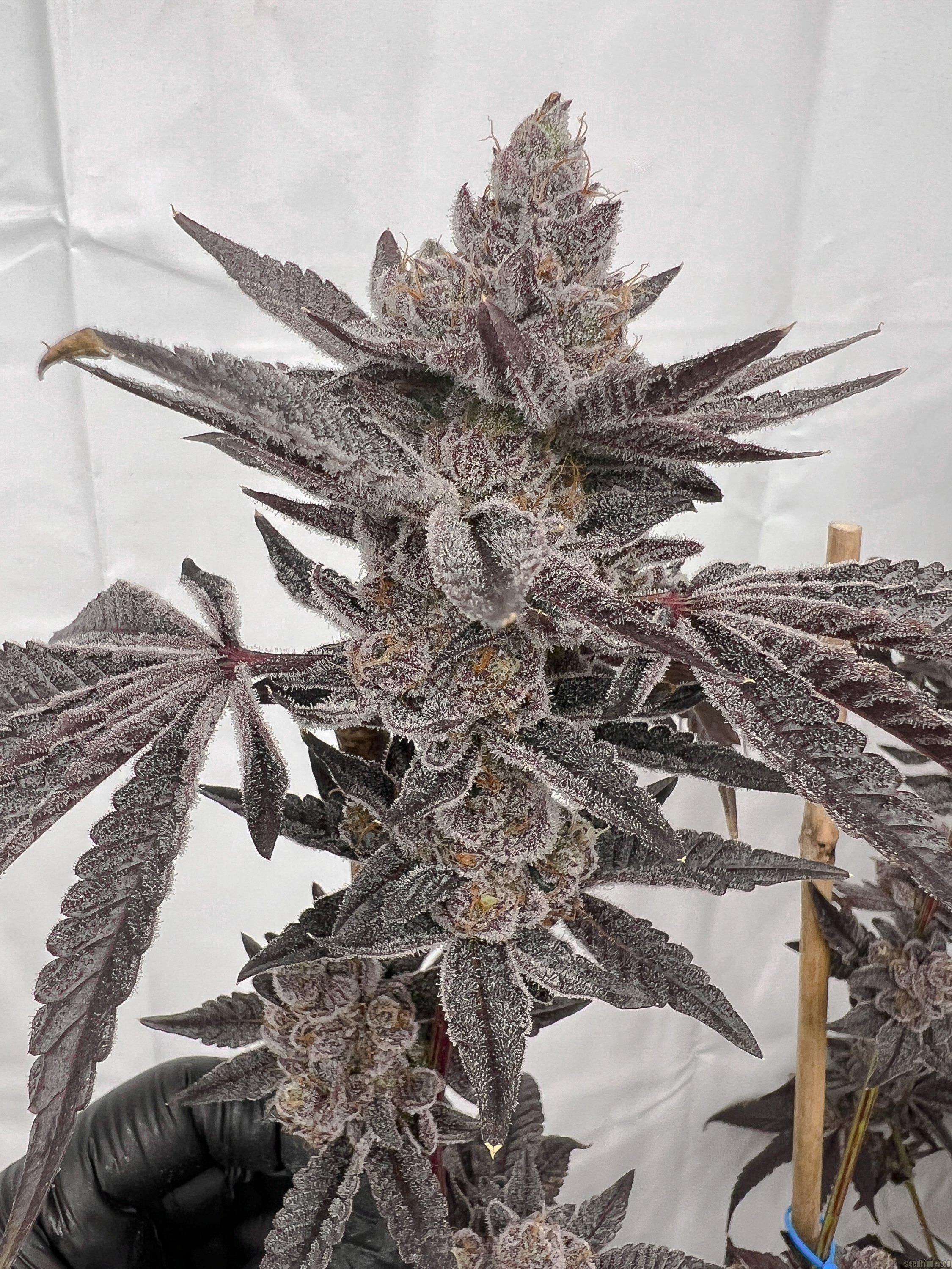 Mad Dog flowering cannabis, as labeled by the cited photo source