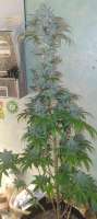 An image of Miami Mami