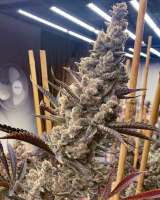 Nfsheeeesh archive 1