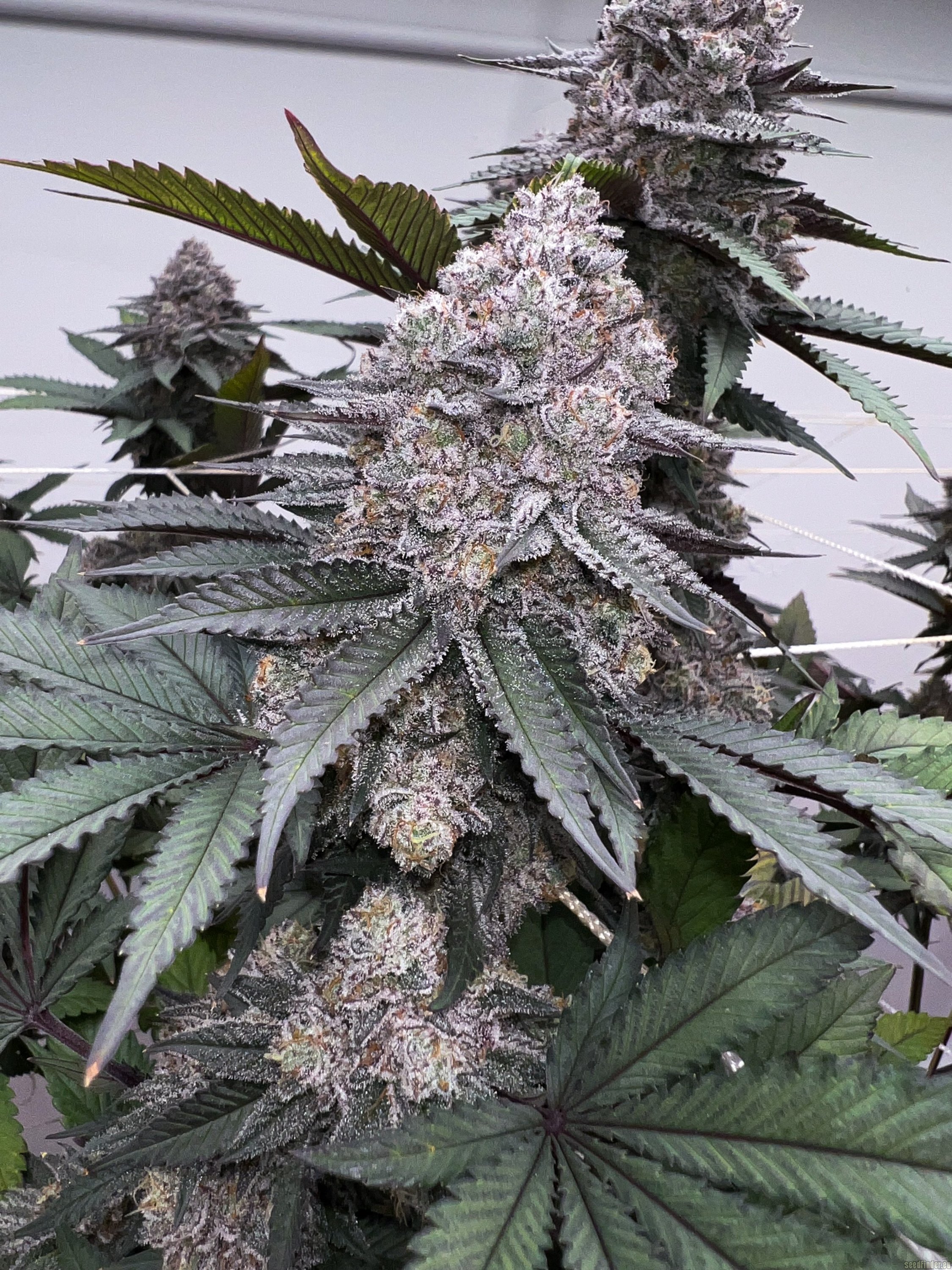 Udder Madness flowering cannabis, as labeled by the cited photo source