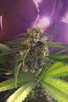 Afghan Delight archive 1