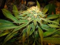 Afghan Delight archive 2