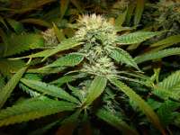 Afghan Delight archive 3