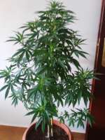 An image of So G Kush