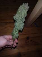 Somango: strain page photo, credit seedfinder.eu, copyright status shown with credit copyright unverified