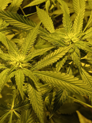 An image of Coachella Kush
