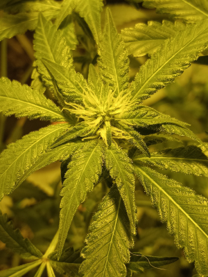 An image of Coachella Kush