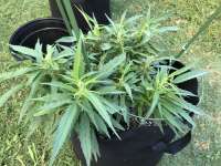 An image of Rhino Cookies