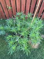 An image of Skunk Star