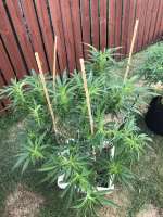 Texas Guinan archive 3