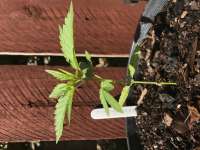 Texas Guinan archive 1