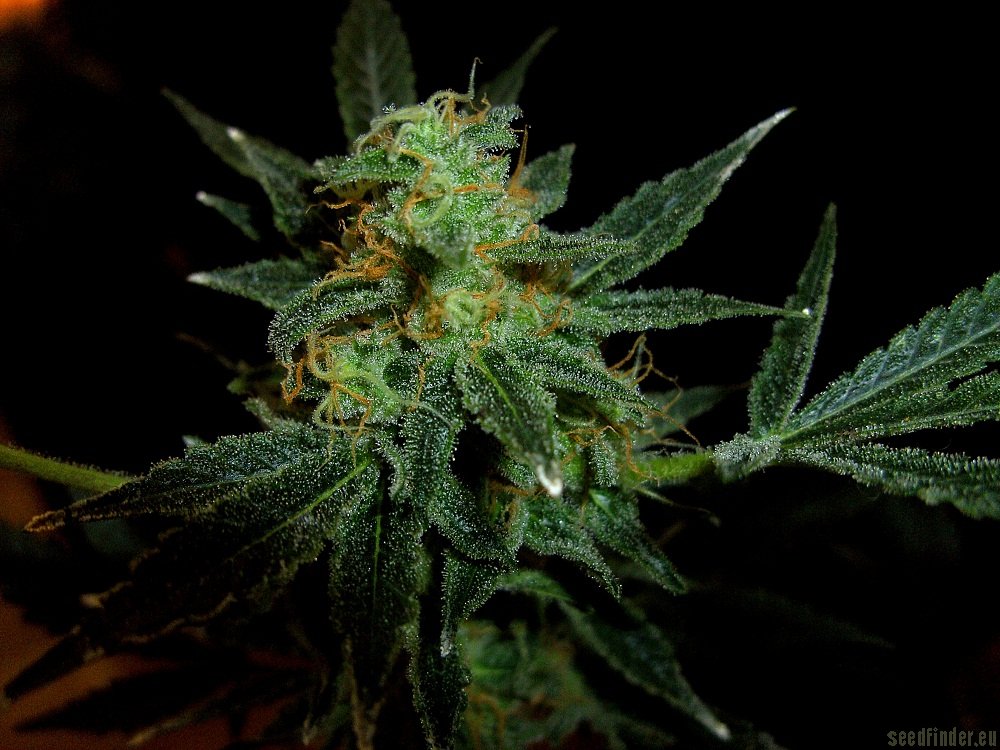 LUI flowering cannabis, as labeled by the cited image source