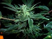 Legends Ultimate Indica archive 2