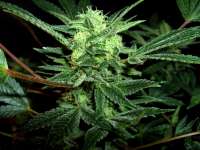 Legends Ultimate Indica archive 4