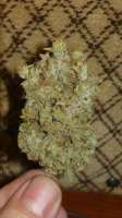 Afghan: strain page photo, credit seedfinder.eu, copyright status shown with credit copyright unverified