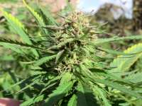 An image of Fast Bud Outdoor