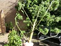 An image of Fast Bud Outdoor