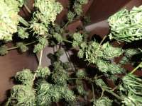 An image of Fast Bud Outdoor