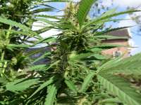 An image of Fast Bud Outdoor