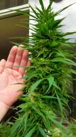An image of Gold Rush Outdoor
