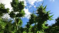 An image of Gold Rush Outdoor