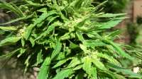 An image of Gold Rush Outdoor