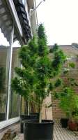 An image of Gold Rush Outdoor