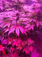 An image of Purple Berry Kush