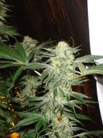 An image of Snow White