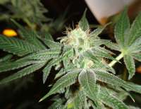 An image of Snow White