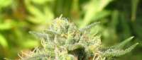 An image of Spliff Cheese