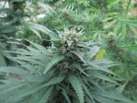 An image of Spliff Cheese