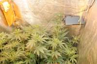 An image of Spliff's Strawberry