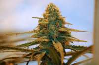An image of Spliff's Strawberry